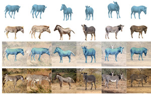 {Three-D} Safari: Learning to Estimate Zebra Pose, Shape, and Texture from Images "In the Wild"