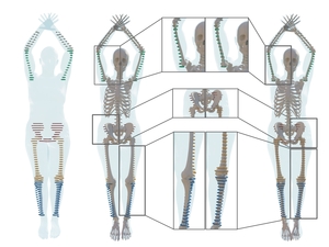 On predicting {3D} bone locations inside the human body