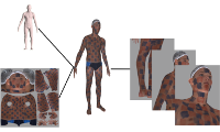 From Scans to Models: Registration of 3D Human Shapes Exploiting Texture Information